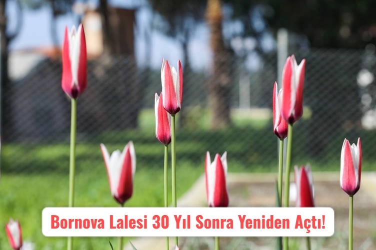 Bornova Lalesi 30 Yıl Sonra Yeniden Açtı!